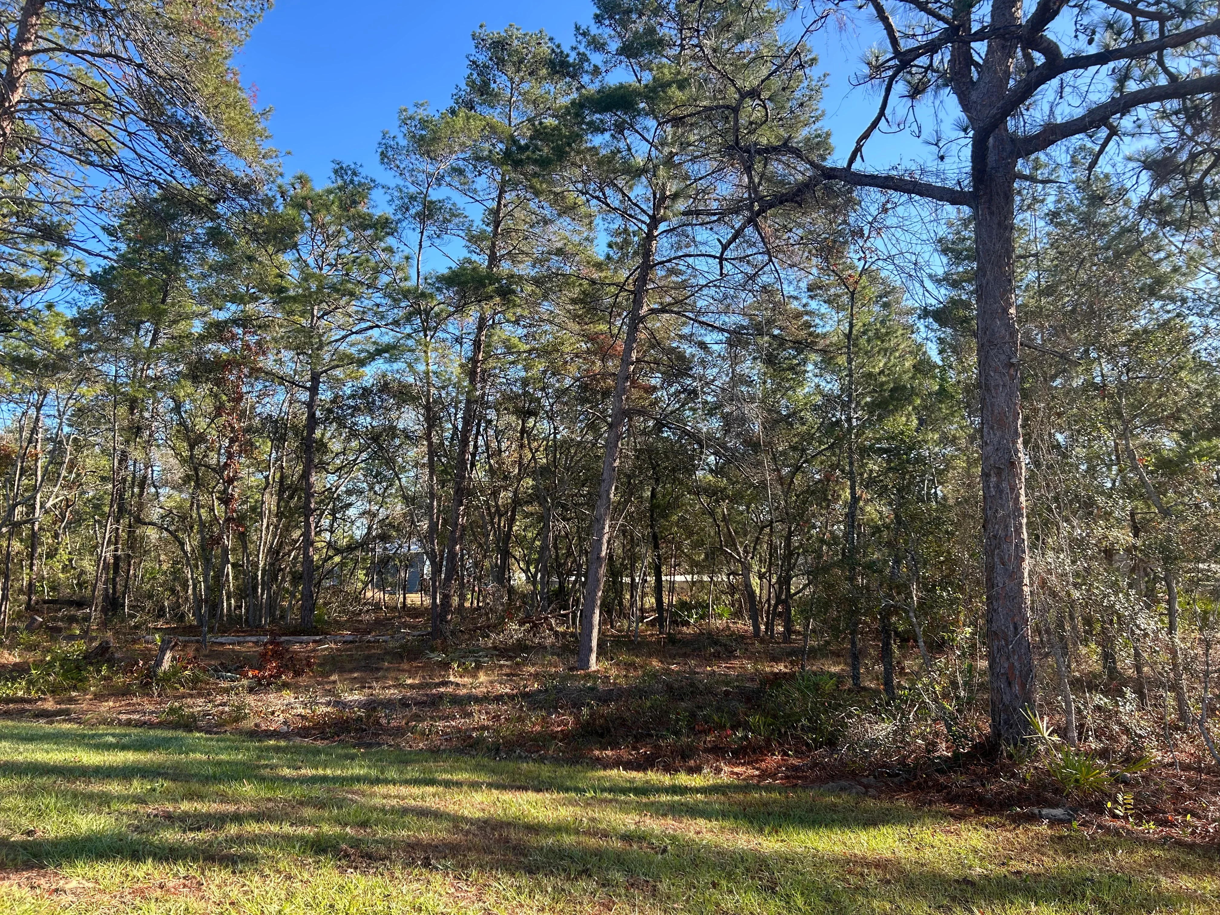 Cleared forest property with selective tree removal, pine and hardwood trees, brown pine needle ground cover