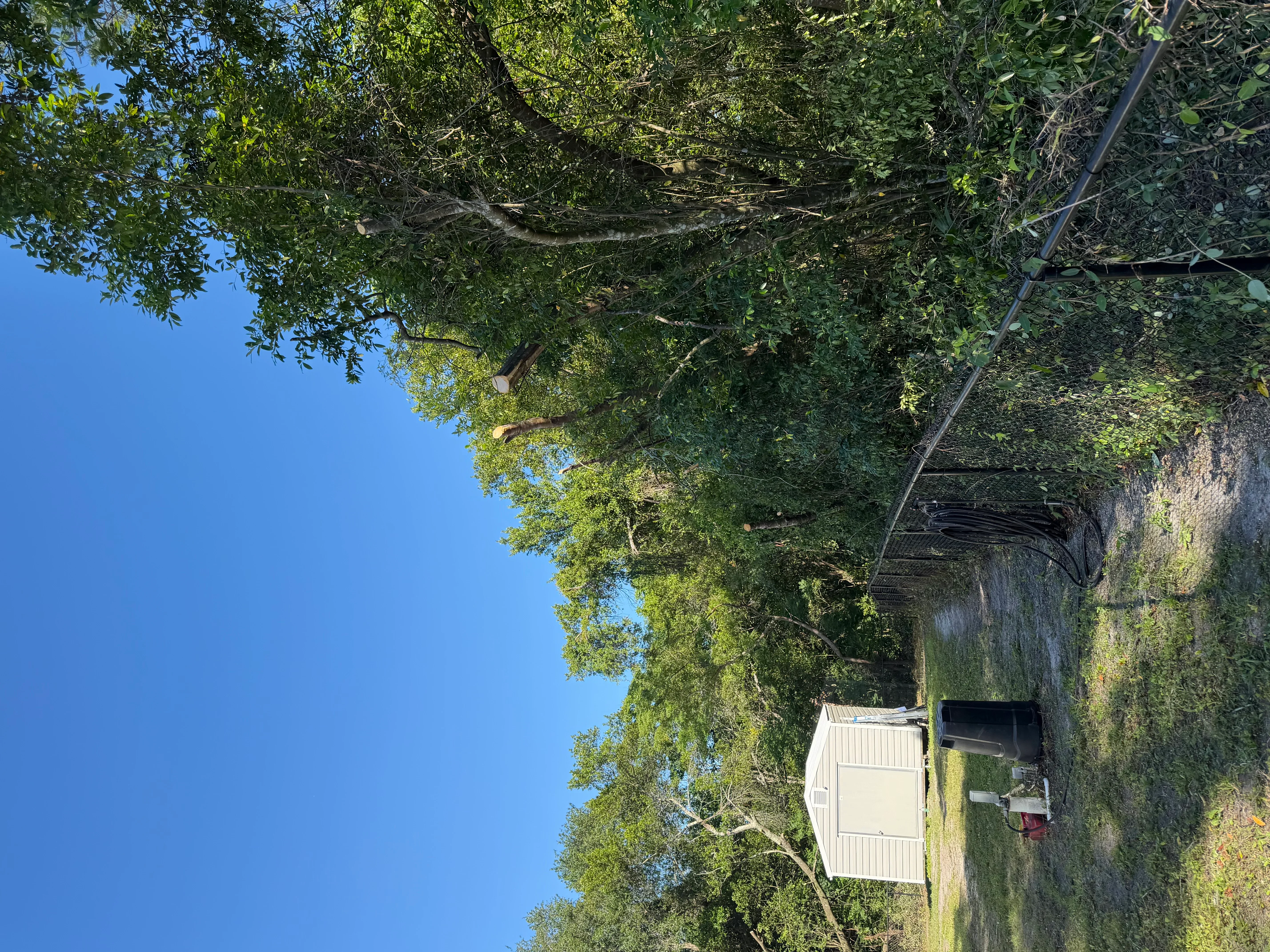 Cleared residential lot with mature trees, white storage building, and restored ground visibility