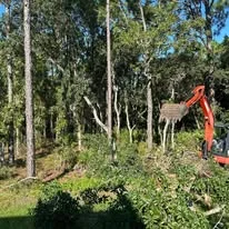 Excavator clearing dense woodland with mature trees and brush removal