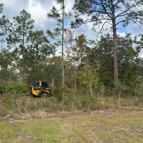 Heavy equipment removing large pine trees from wooded lot during land clearing operation