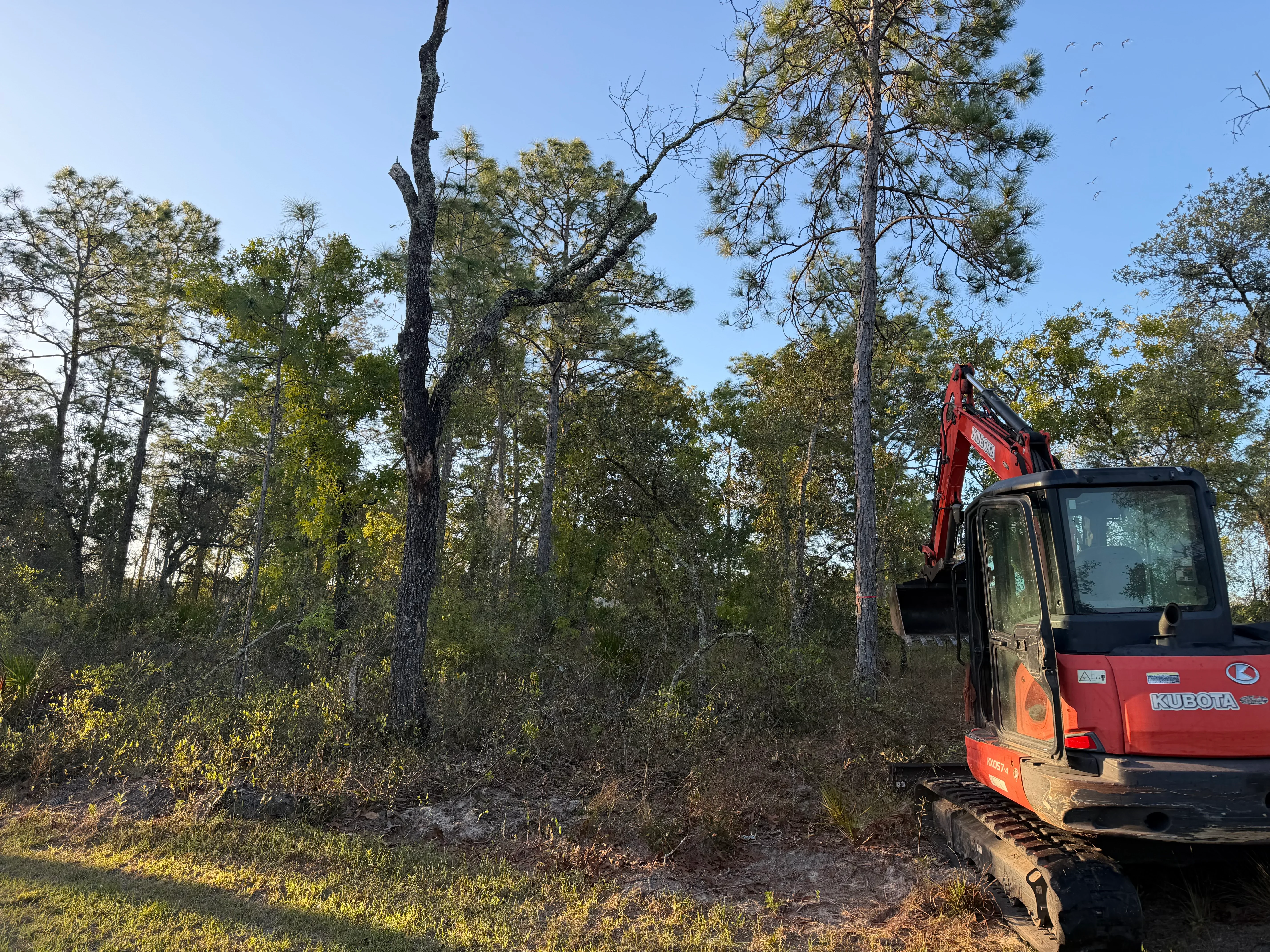 Red Kubota excavator clearing dense woodland with pine and hardwood trees