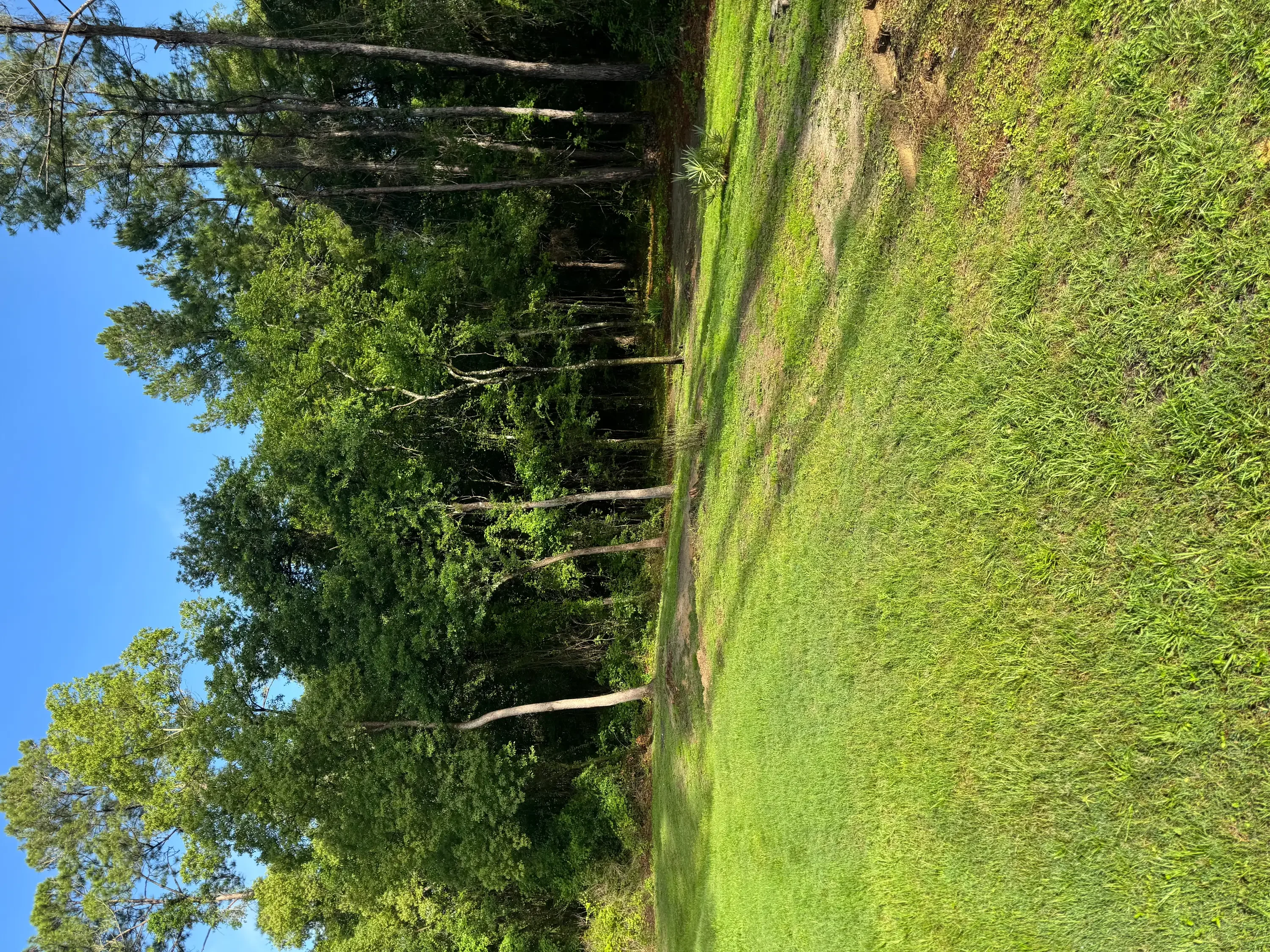 Cleared fence line with wooden posts and rails, lush green grass, mature trees