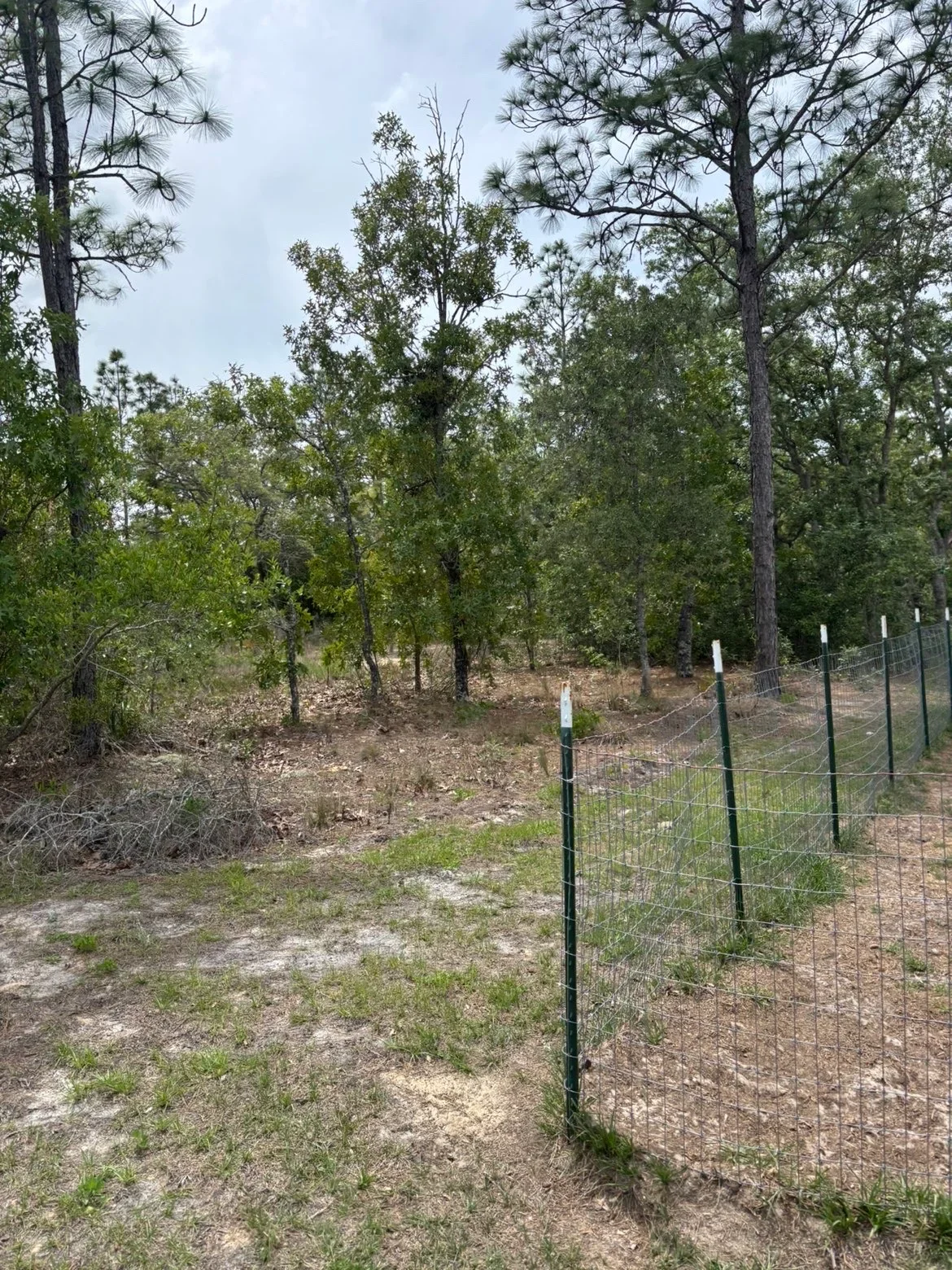 Cleared wooded lot with pine and hardwood trees, black wire fencing, and white survey markers